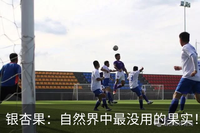 银杏果：自然界中最没用的果实！结果再多也一样沦为保护植物